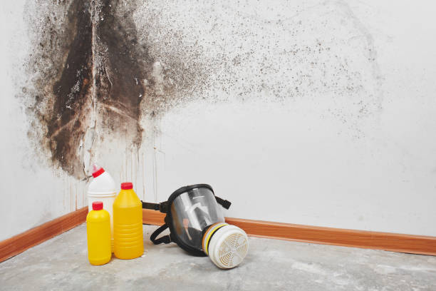 Best DIY Mold Remediation Support Services in Monee, IL