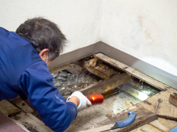 Best Post-Flood Mold Remediation in Monee, IL