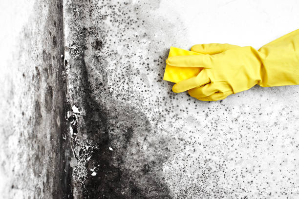 Best Emergency Mold Remediation in Monee, IL