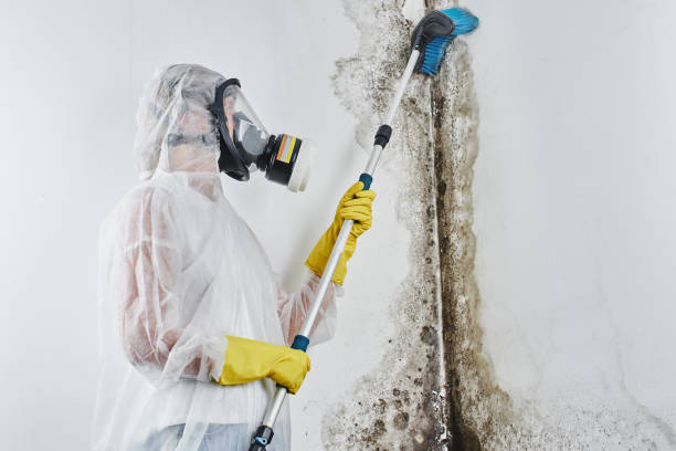 Best Insurance-Related Mold Remediation in Monee, IL