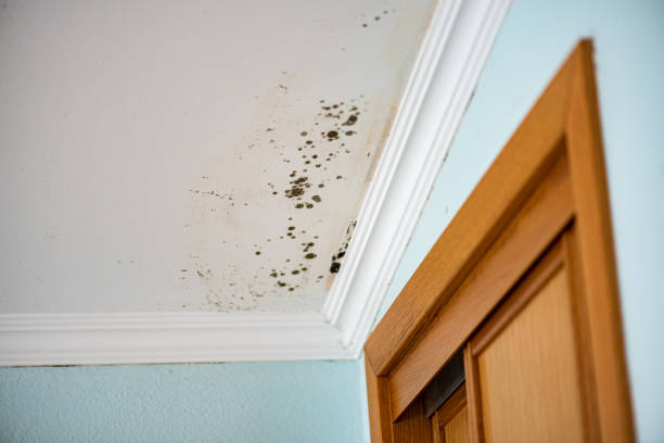 Best Black Mold Remediation in Monee, IL