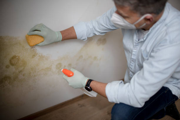 Best Crawl Space Mold Remediation in Monee, IL