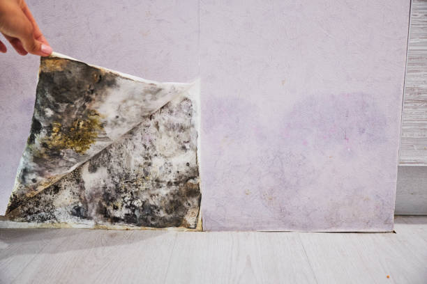 Best Residential Mold Remediation in Monee, IL